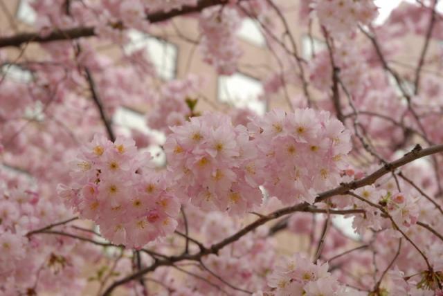 [Column from Paris]春到来画像