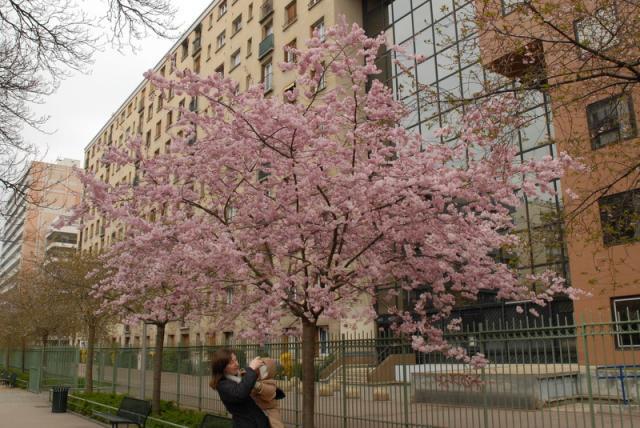 [Column from Paris]春到来画像