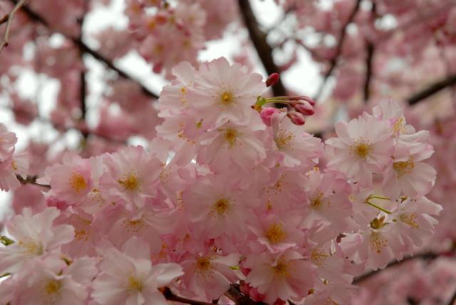 [Column from Paris]春到来画像