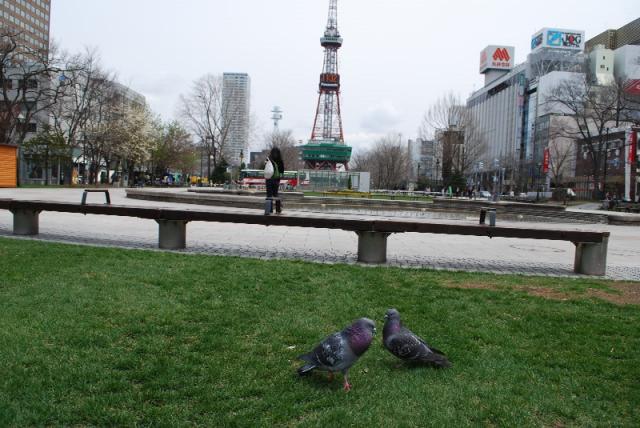 大通公園でグリーンバードwithハト画像