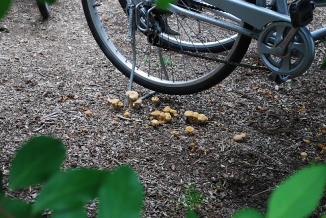 YOSAKOIソーラン祭りとコラボそうじ！画像