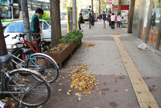 10/24 落ち葉の季節、サッポロ画像