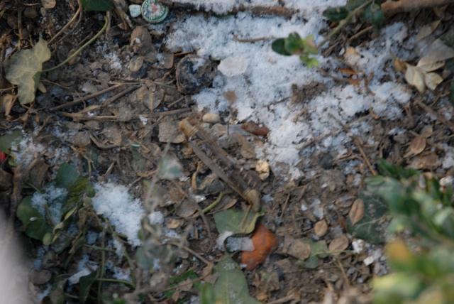 [Paris] Notre-Dame de Paris / ノートルダム大聖堂前画像