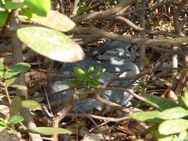 メリクリ!!画像