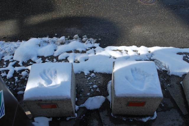 2/13 雪まつりあとおそうじ！画像