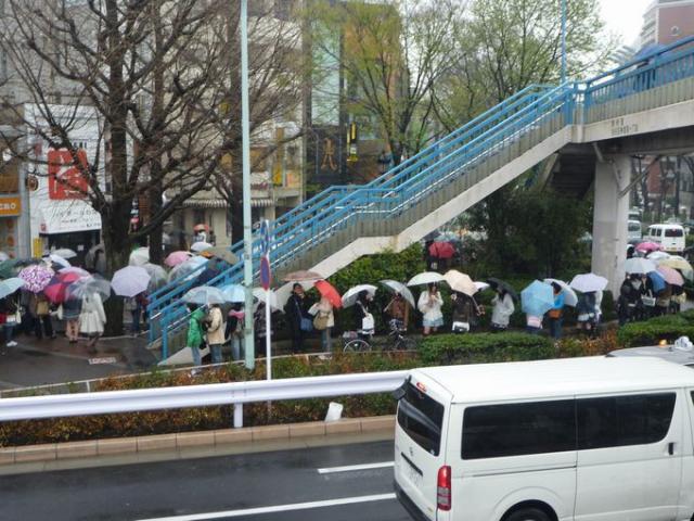桜満開、そして雨画像