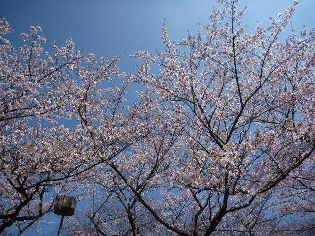 神秘的な出会い。画像