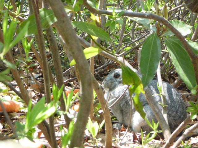 神秘的な出会い。画像