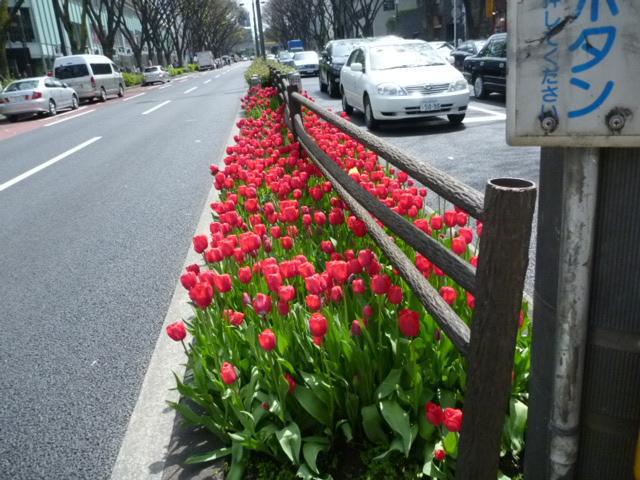 チューリップよりも笑顔満開☆画像