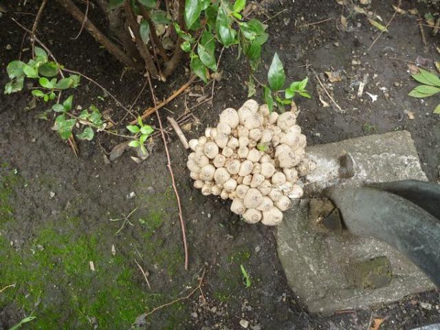梅雨の中休み☆画像