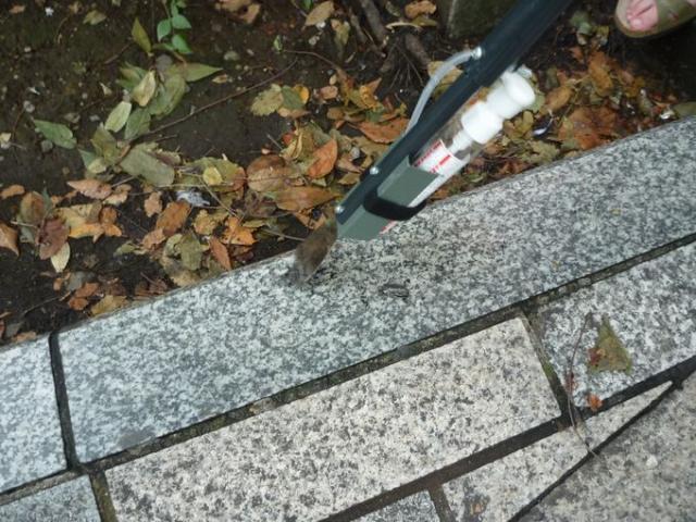 たった5人の表参道そうじ。画像