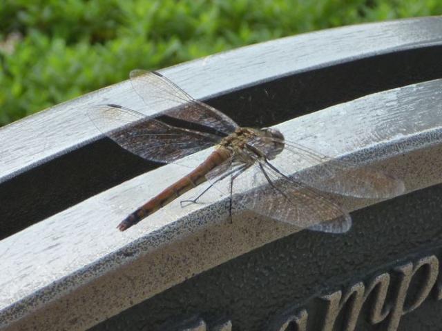 秋晴れそうじ画像