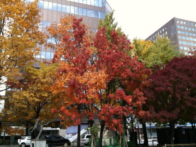 11/6 紅葉狩で洒落オツなそうじ画像