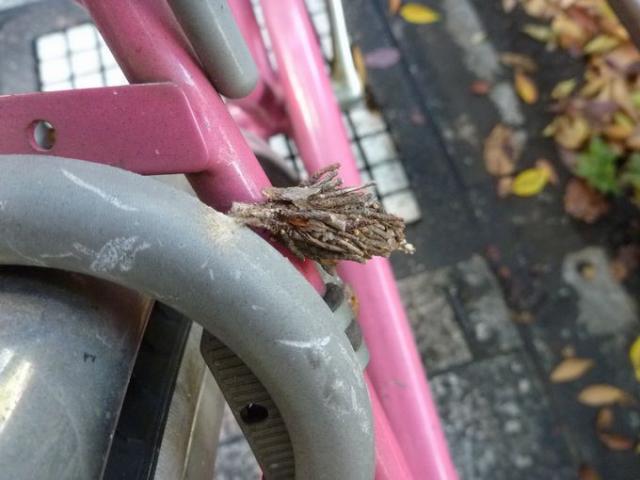 今日のランチは焼肉!!画像