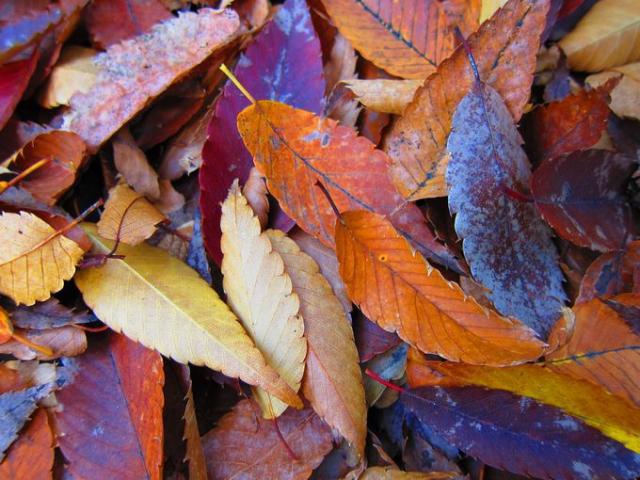 秋もいいもんですね。画像