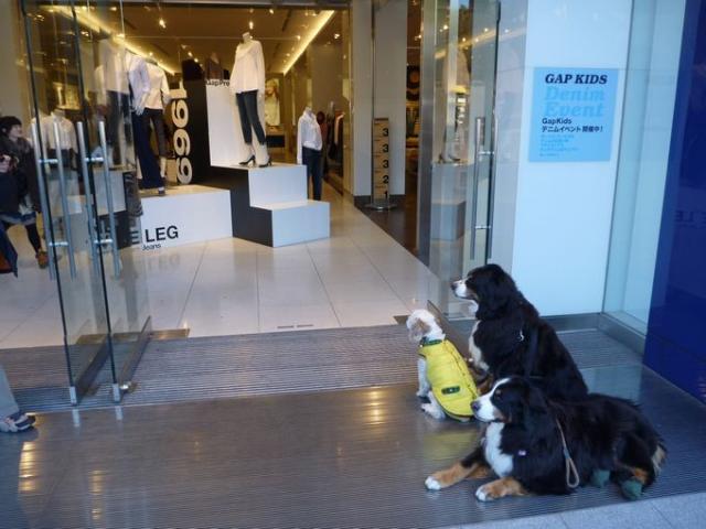 スターフォーメーション☆☆☆画像