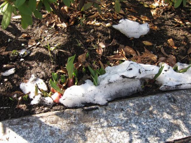 遊びにきたよ画像