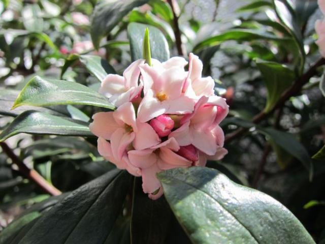 3月10日だから砂糖の日画像