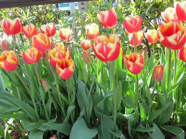 桜もいいけど、チューリプもね。画像