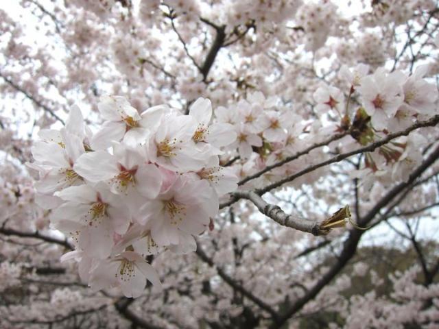 桜、満開です。画像