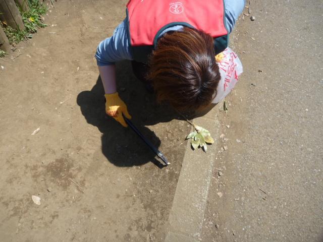 春だね。いや、もう夏だね。画像