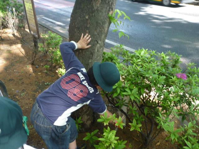 かがやく、ひかる、表参道。画像