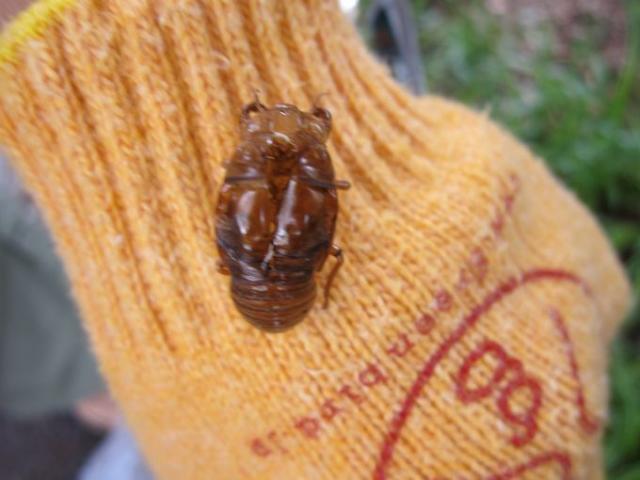 ウクレレも弾きたくなるよ画像