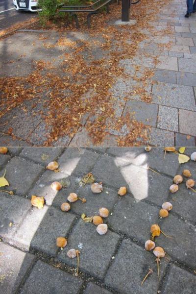 今日から代々木第一体育館でバレーボールワールドカップ始まります！画像