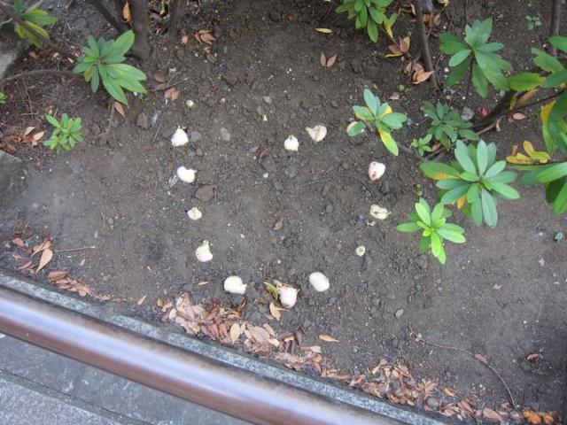 111並びの1月11日画像