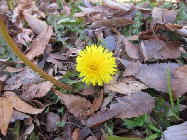 寒さに負けるな！画像