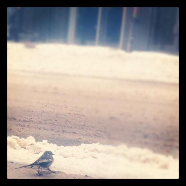 2/4 雪まつり直前おそうじ！画像