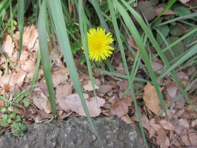春！一ヶ月後は、アースデイ東京！画像