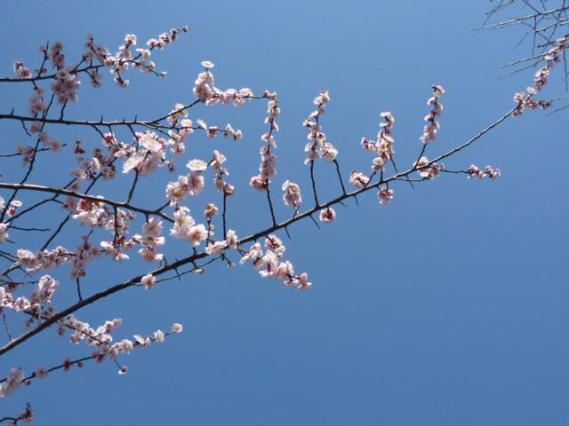 みんなの春。画像