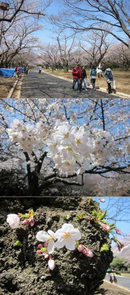 スペシャルゲストと共に一足お先にお花見そうじ！画像