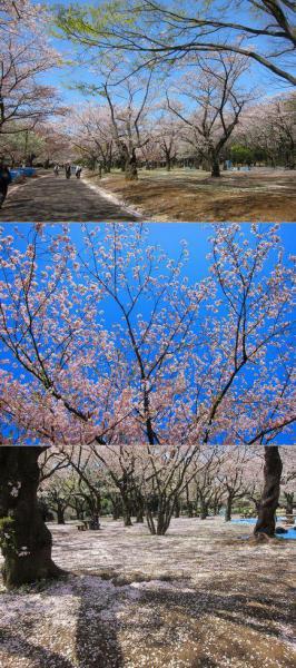 もう長袖は卒業かな！？画像