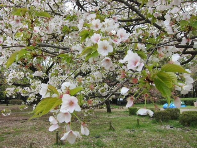 お花見のあとの代々木公園そうじ画像