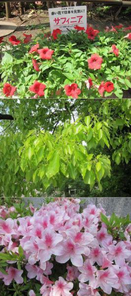 GW明けの表参道そうじ画像