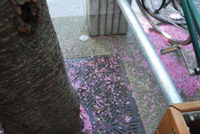 5/8 晴天のおそうじ！！画像