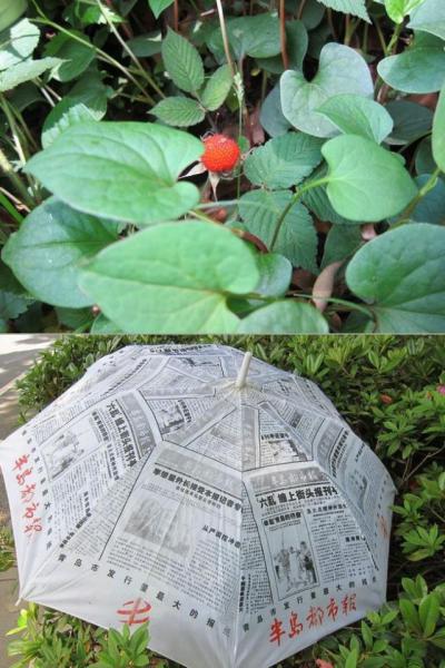 ゴミが多かったのはイベントのせい？？？画像