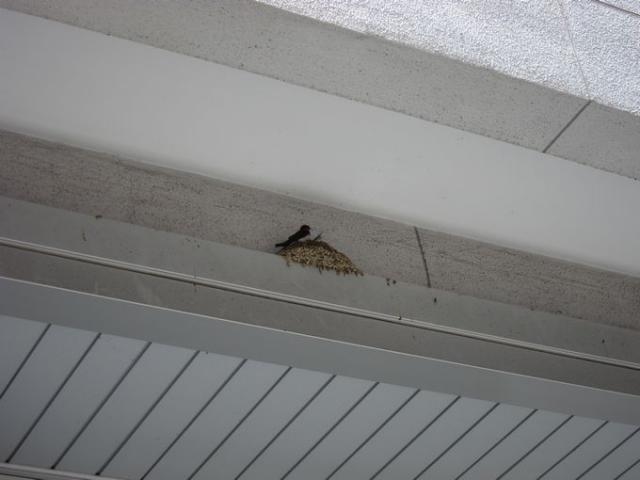 日焼け対策は万全ですか？画像