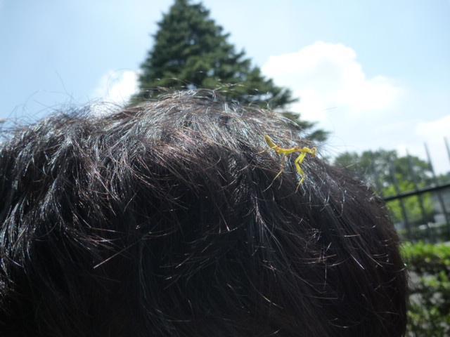 表参道で蝉、そしてカマキリ。夏本番。画像