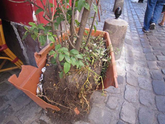 パリ、お久しぶり！画像