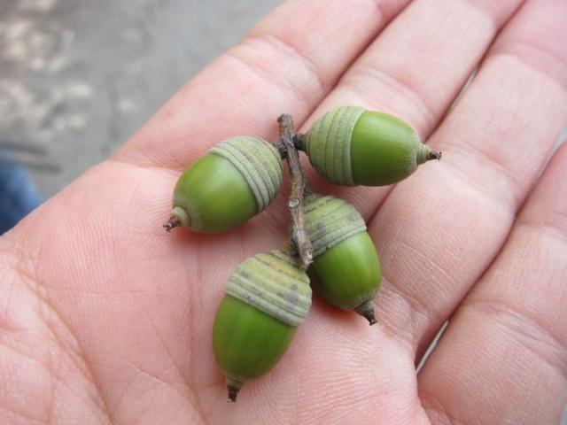 小さい秋みつけた♪画像