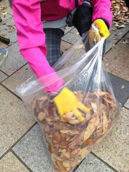 秋のピカピカケヤッキー！画像