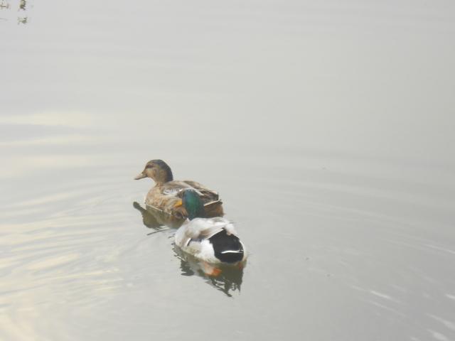 １２／１９朝そうじ＠佐賀城周辺画像