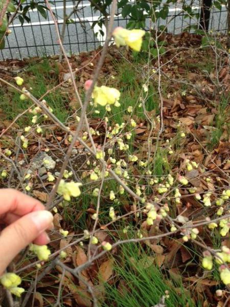 ホワイトデーでしたね画像