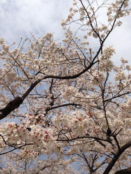 サクラオンリー画像