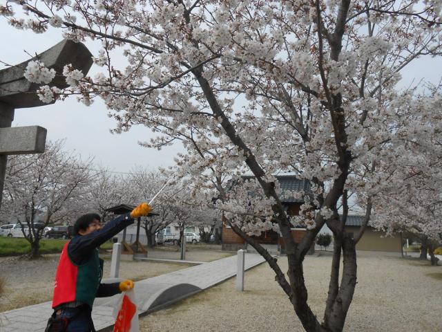 ３/２４日曜そうじ＠夢咲公園画像