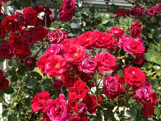 ごみゼロ北新地チームおそうじ画像