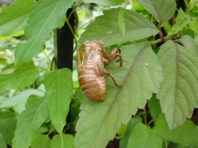 ７/３（水）朝そうじ＠佐賀城本丸周辺画像